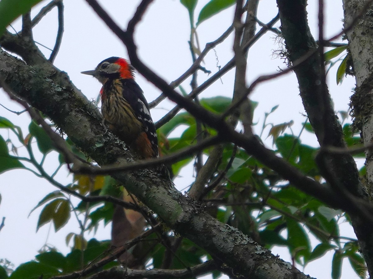 Darjeeling Woodpecker - ML638793079