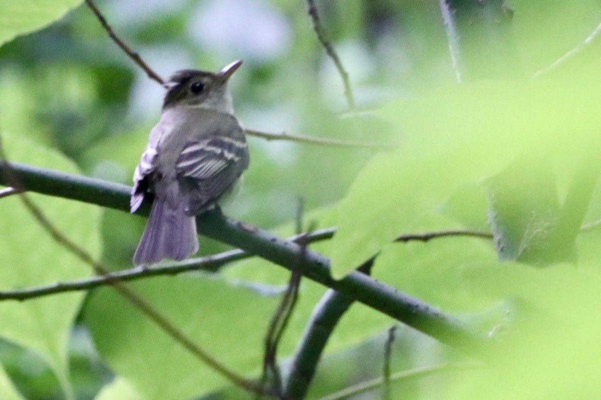 Acadian Flycatcher - ML638793083