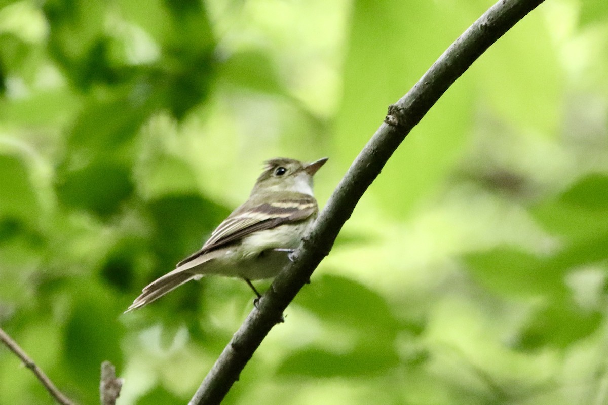 Acadian Flycatcher - ML638793084