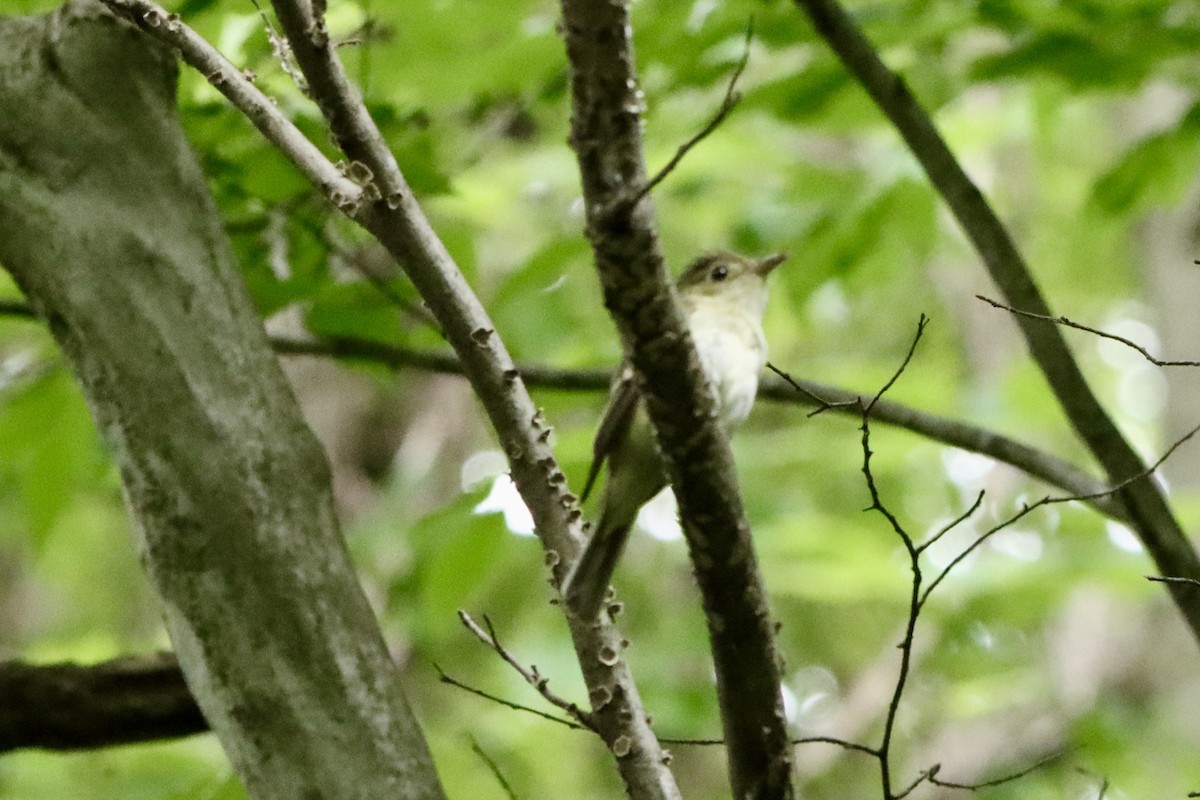 Acadian Flycatcher - ML638793085