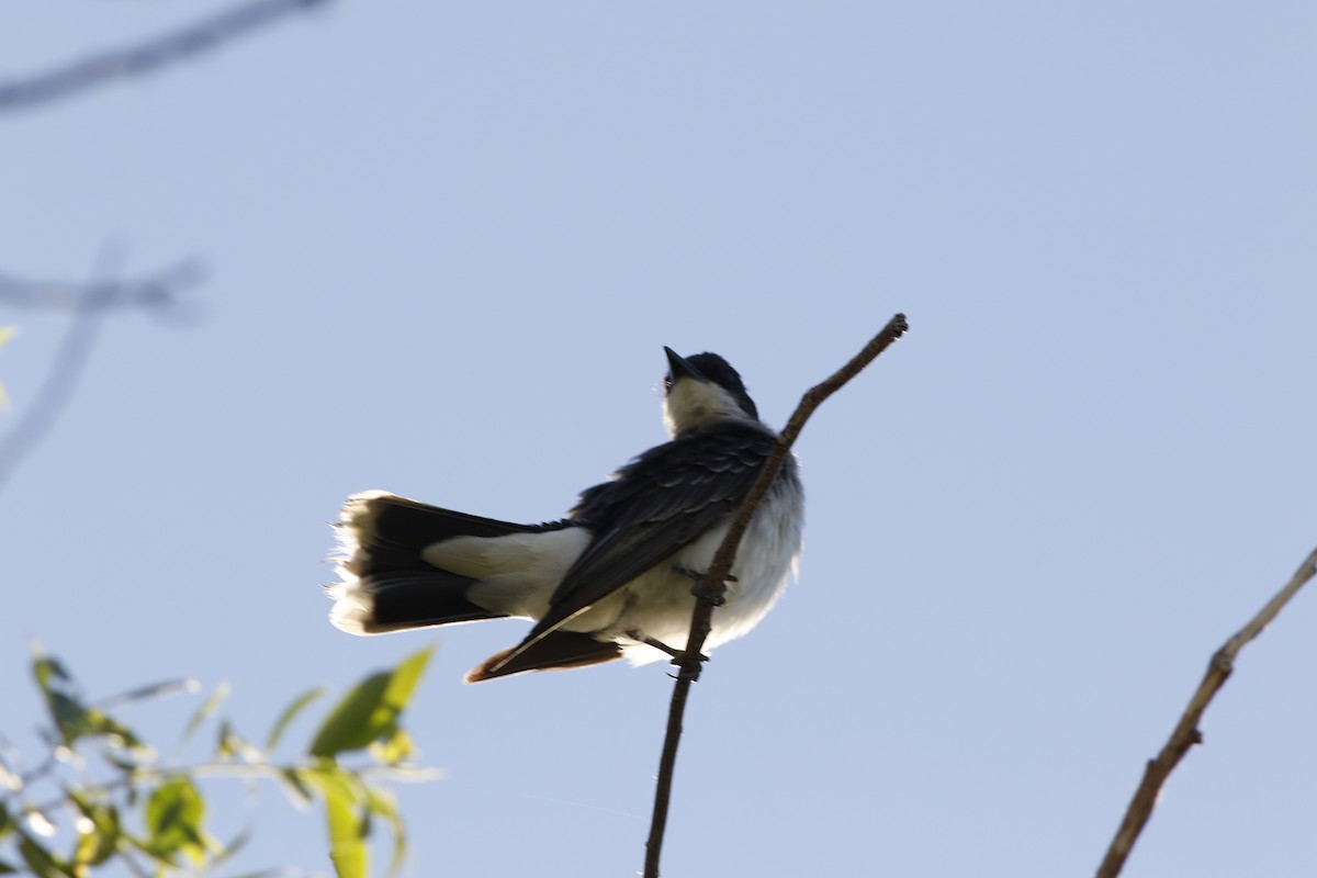Eastern Kingbird - ML638793092