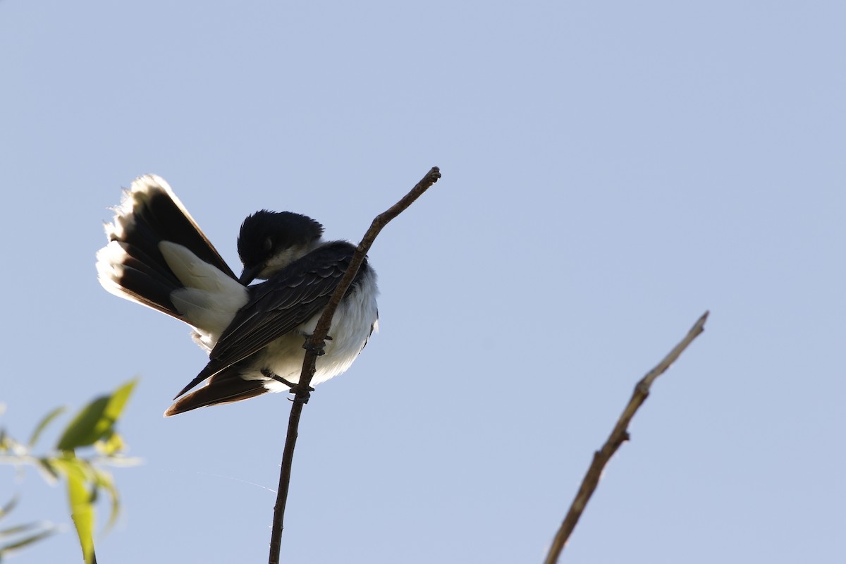 Eastern Kingbird - ML638793093