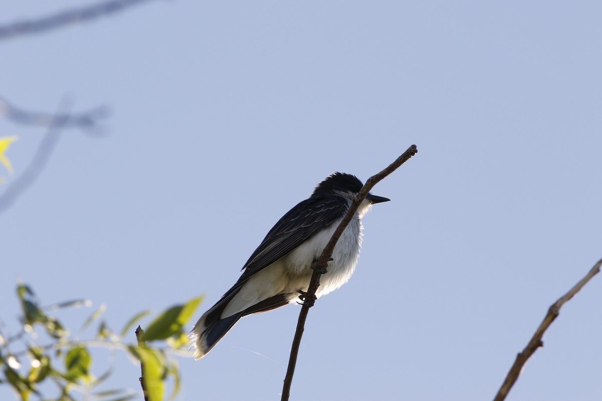 Eastern Kingbird - ML638793094