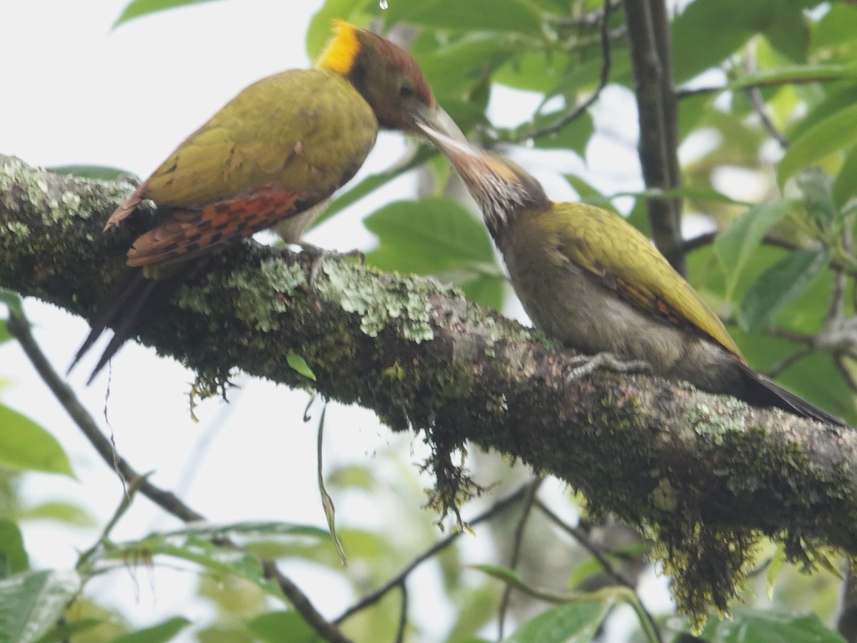 Lesser Yellownape - ML638793097