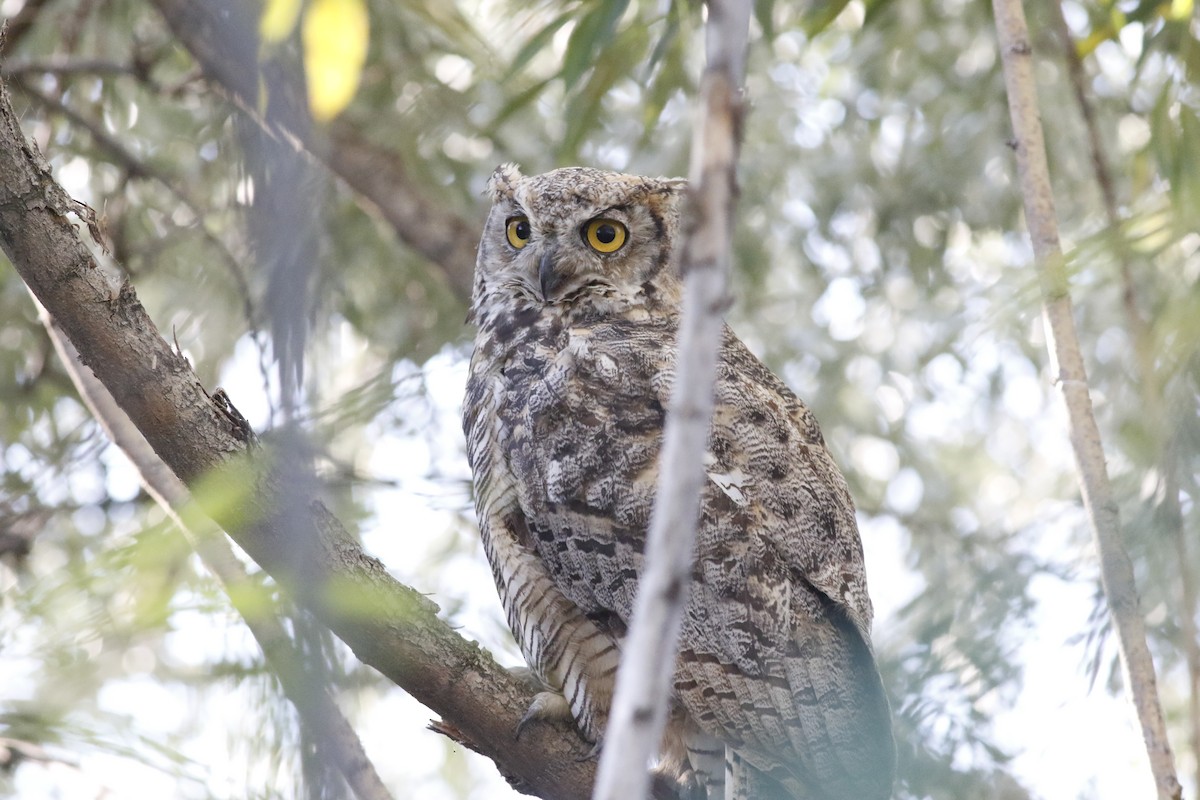 Great Horned Owl - ML638793101