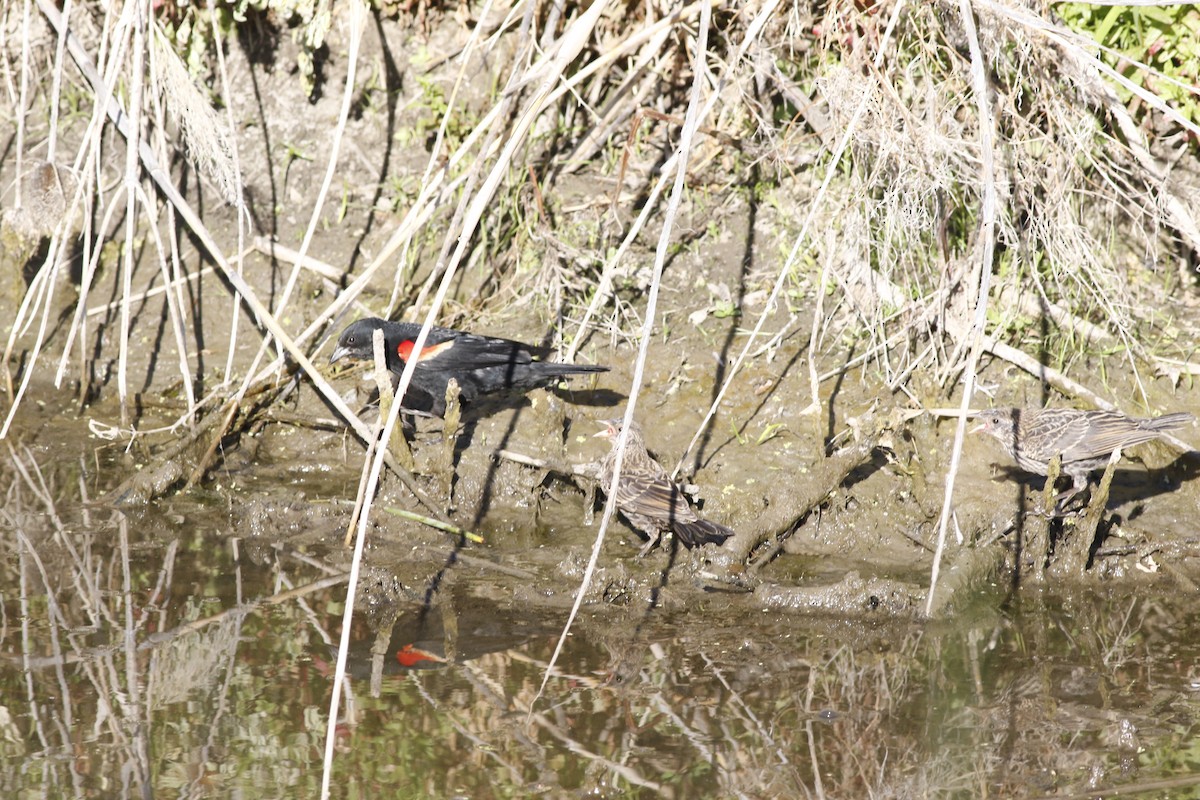 Red-winged Blackbird - ML638793107
