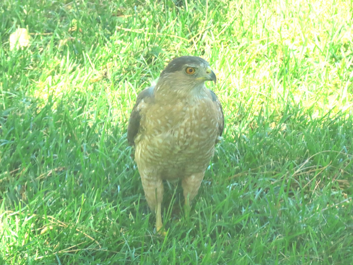 Cooper's Hawk - ML638793108
