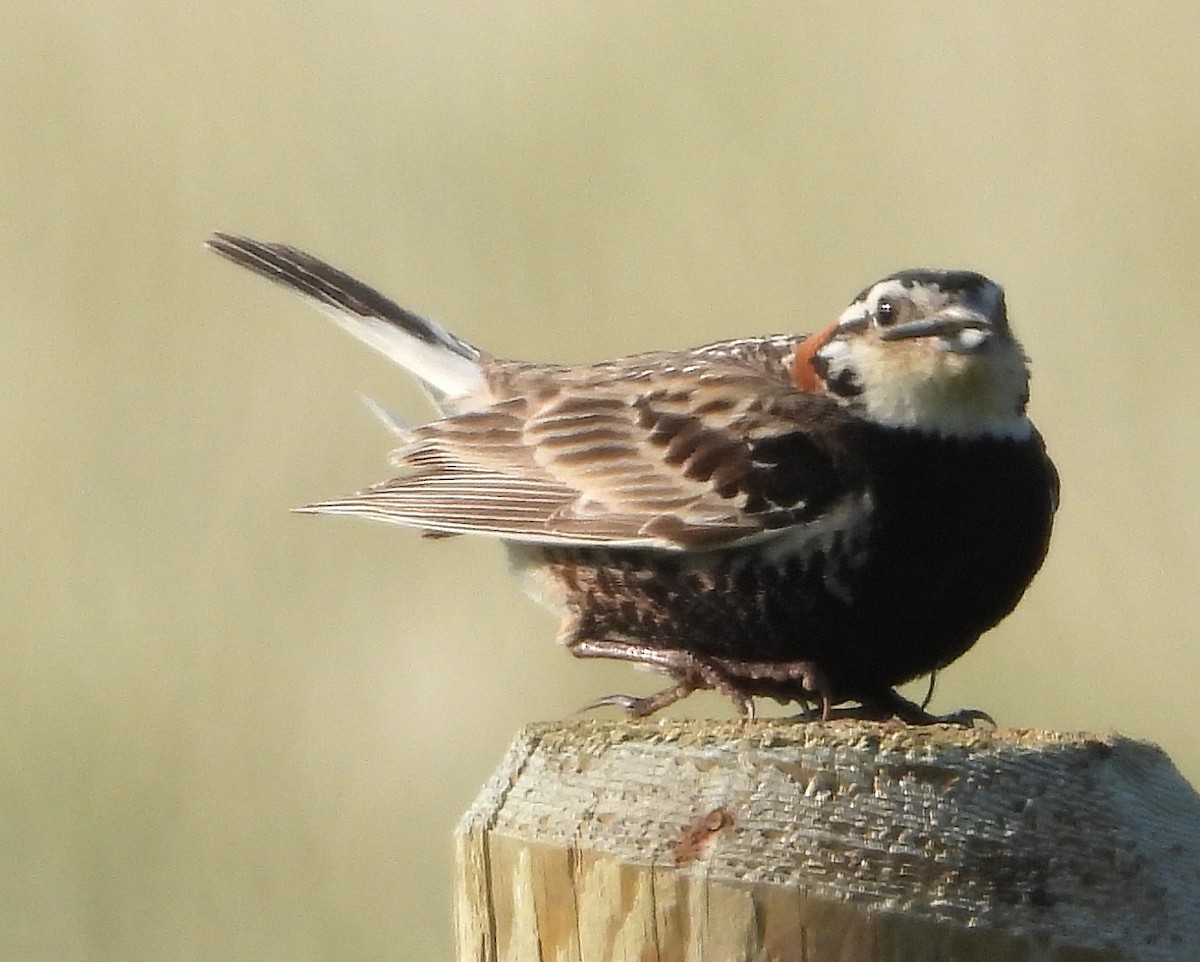 Chestnut-collared Longspur - ML638793109