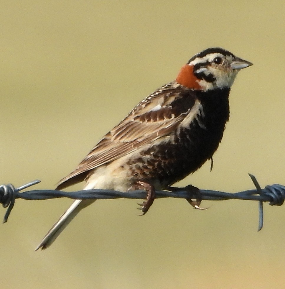 Chestnut-collared Longspur - ML638793111