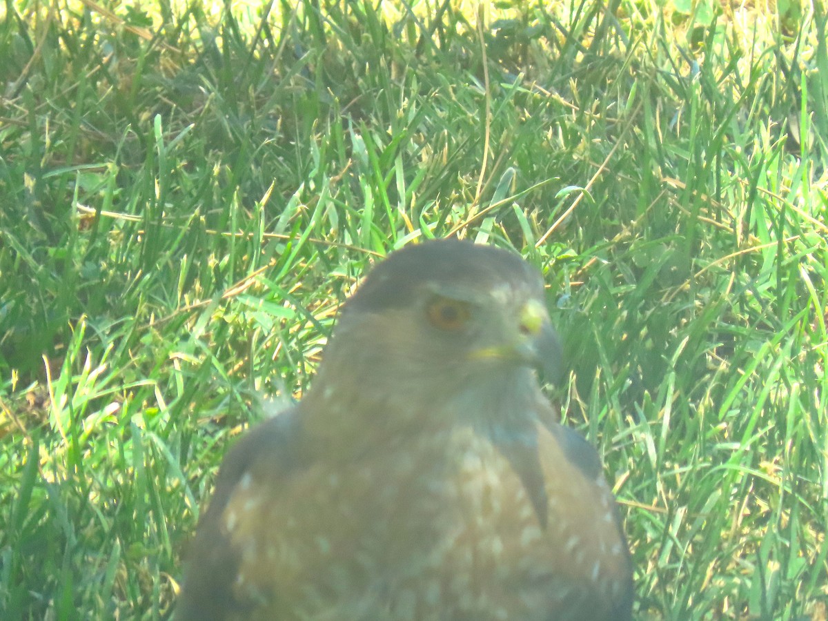 Cooper's Hawk - ML638793113