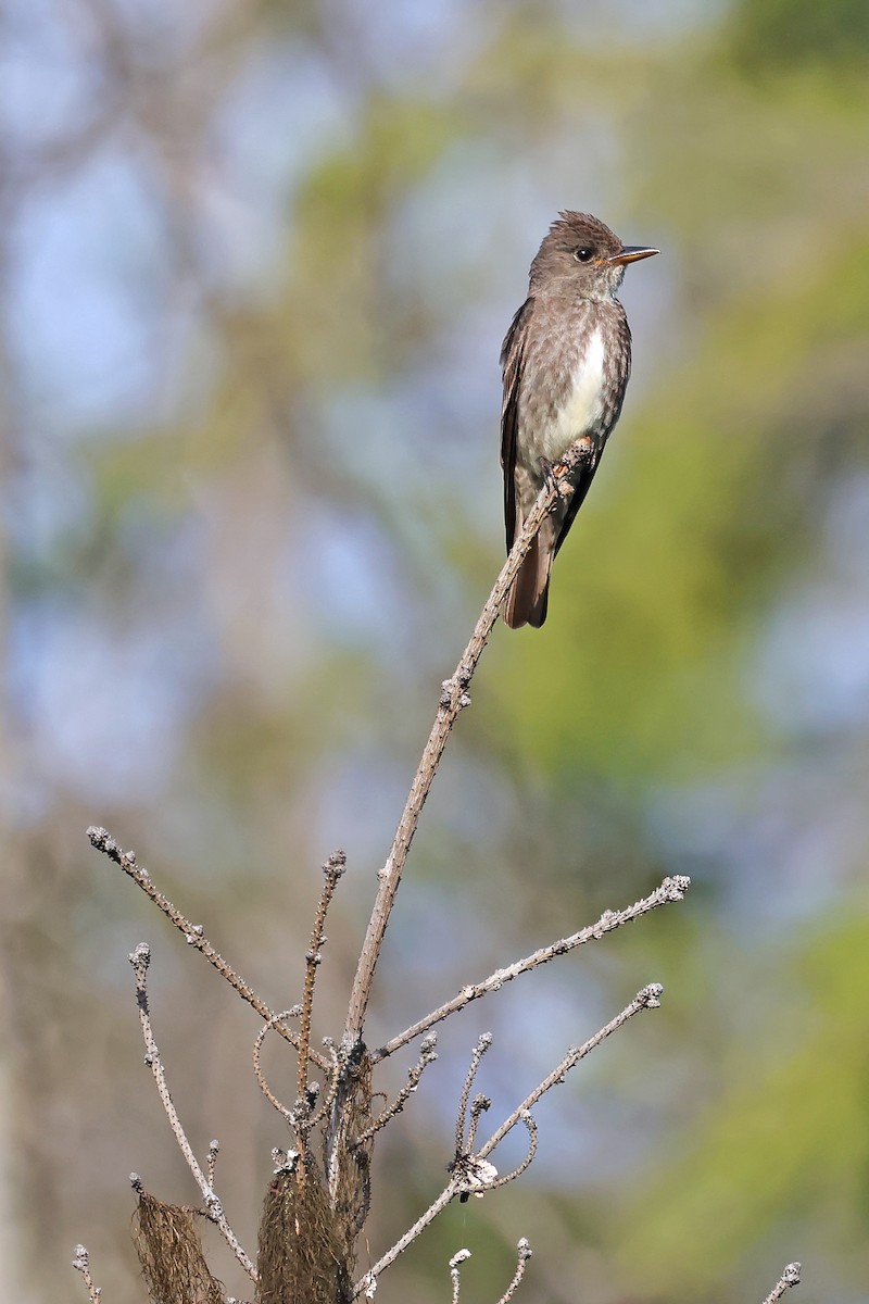 Olive-sided Flycatcher - ML638793157