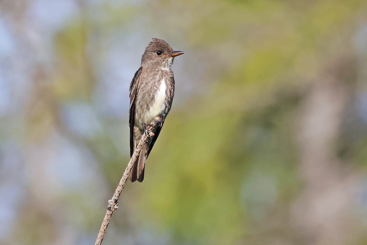 Olive-sided Flycatcher - ML638793163