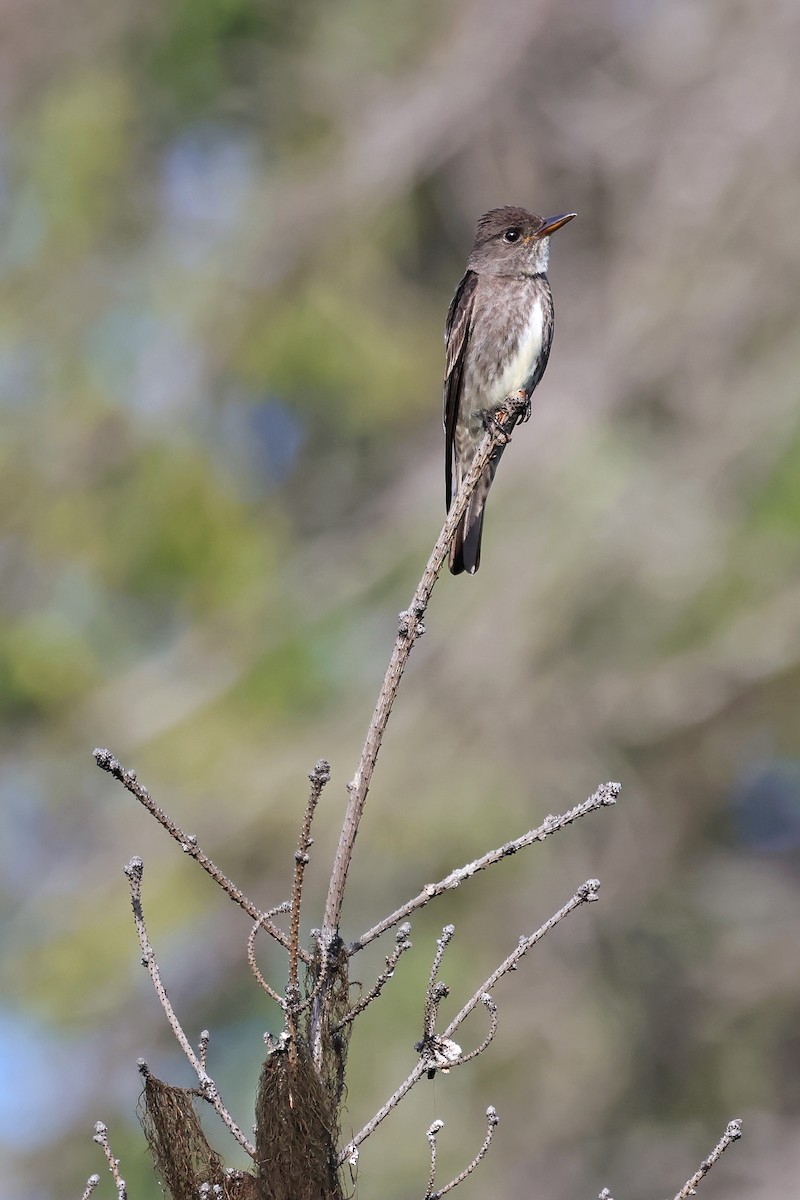 Olive-sided Flycatcher - ML638793173