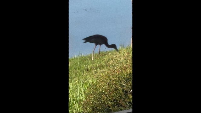 Glossy Ibis - ML638793183