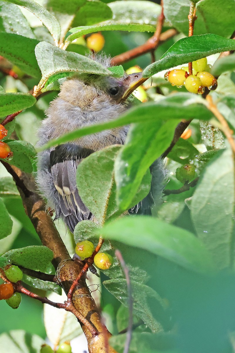 Western Tanager - ML638793192