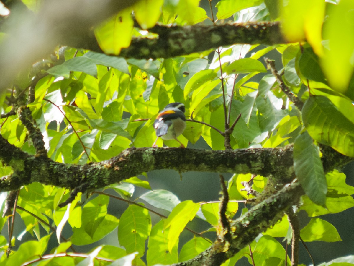 White-browed Shrike-Babbler - ML638793193