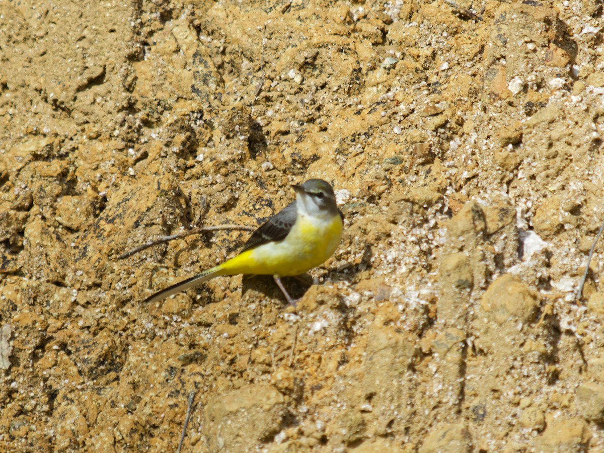 Gray Wagtail - ML638793194