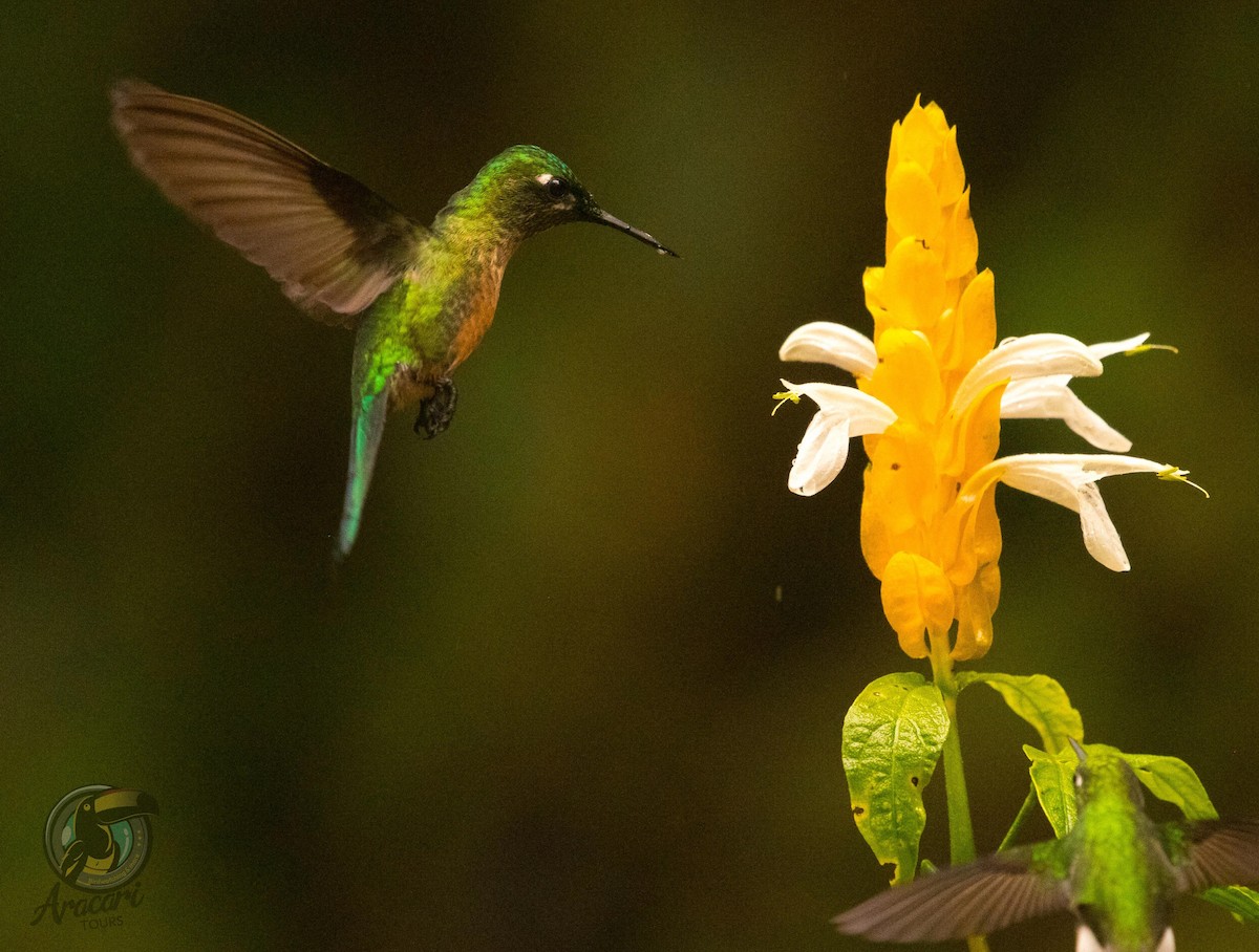 Long-tailed Sylph - ML638793216