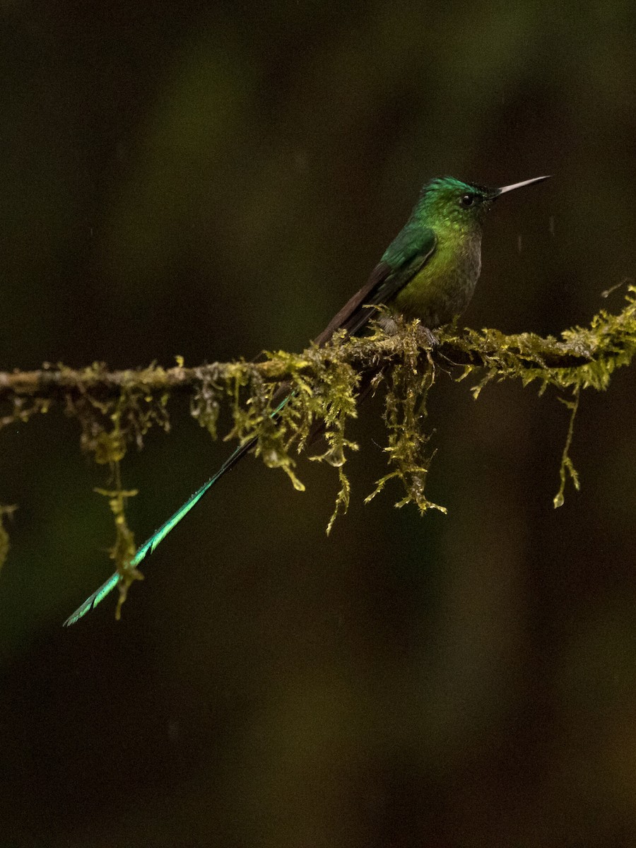 Long-tailed Sylph - ML638793218