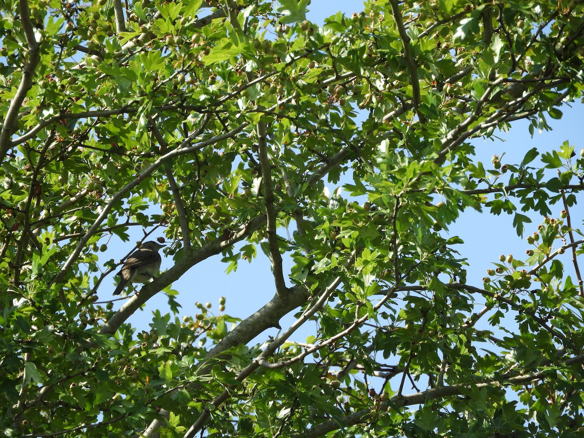 Garden Warbler - ML638793219
