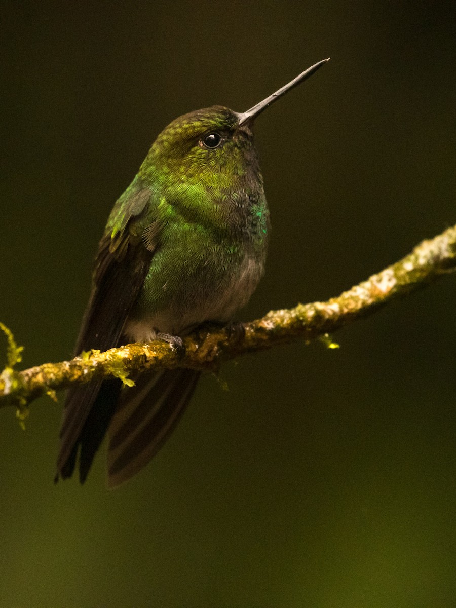 Greenish Puffleg - ML638793227