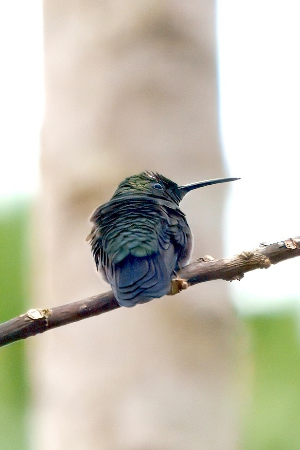 Blue-tailed Emerald - ML638793232