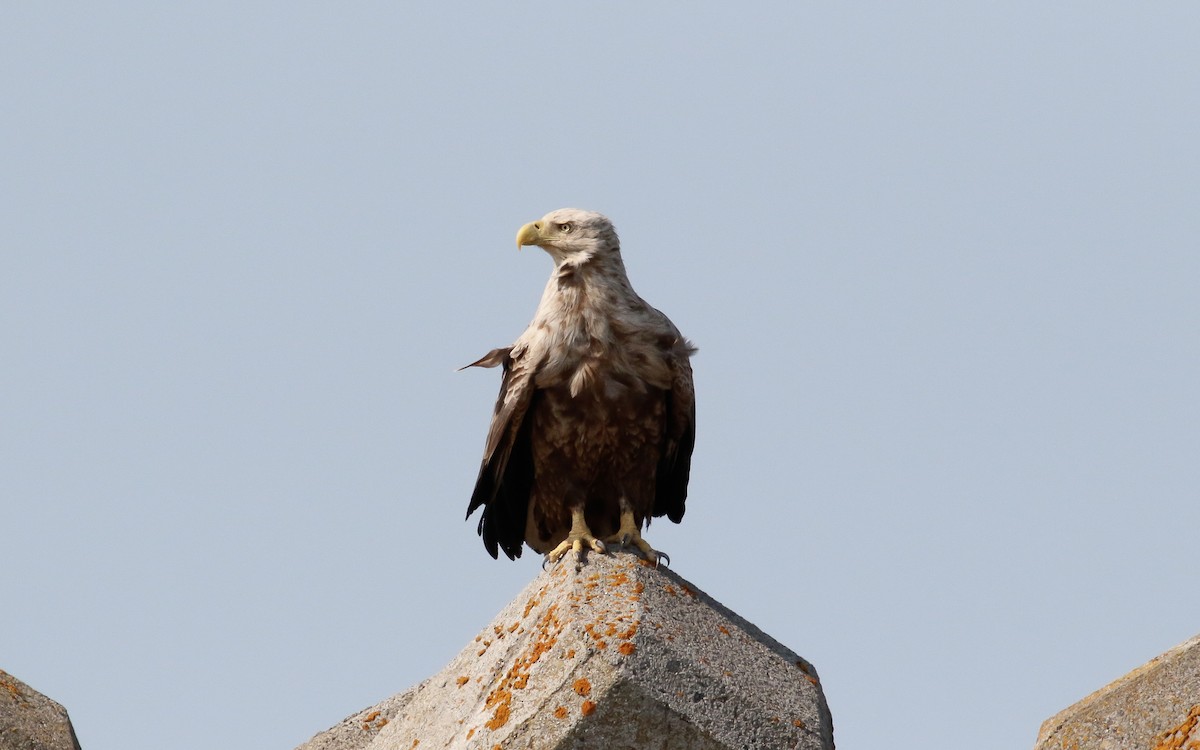 White-tailed Eagle - ML638793233