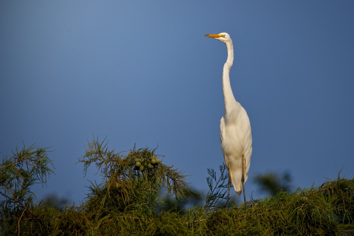 Great Egret - ML638793234