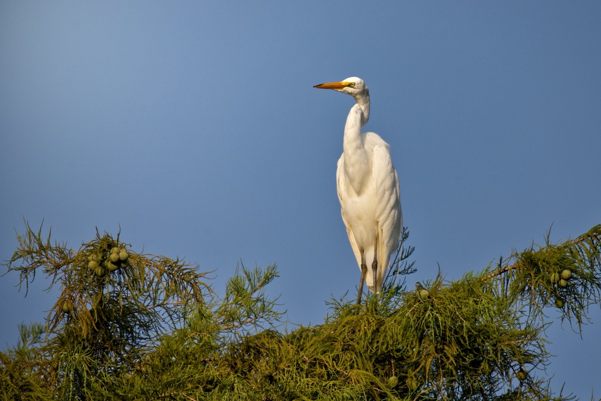 Great Egret - ML638793235