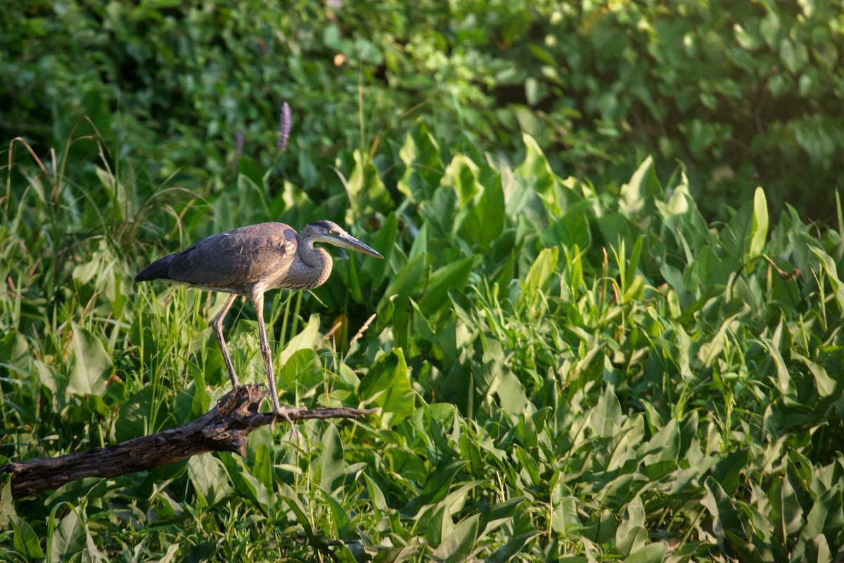 Great Blue Heron - ML638793237