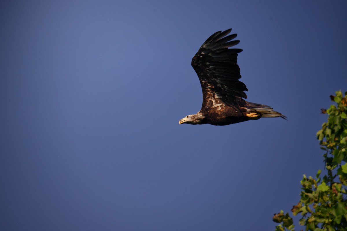 Bald Eagle - ML638793240