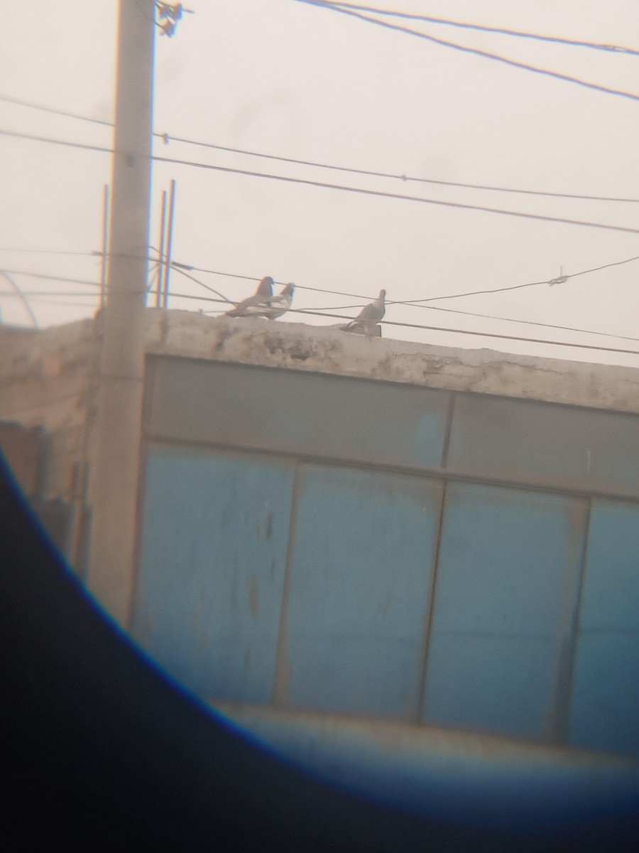 Rock Pigeon (Feral Pigeon) - ML638793242