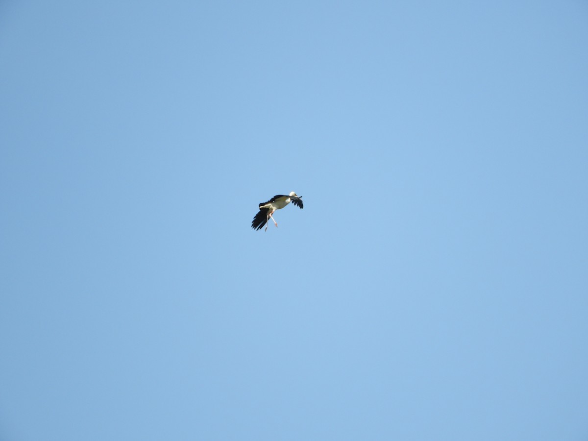 White Stork - ML638793244