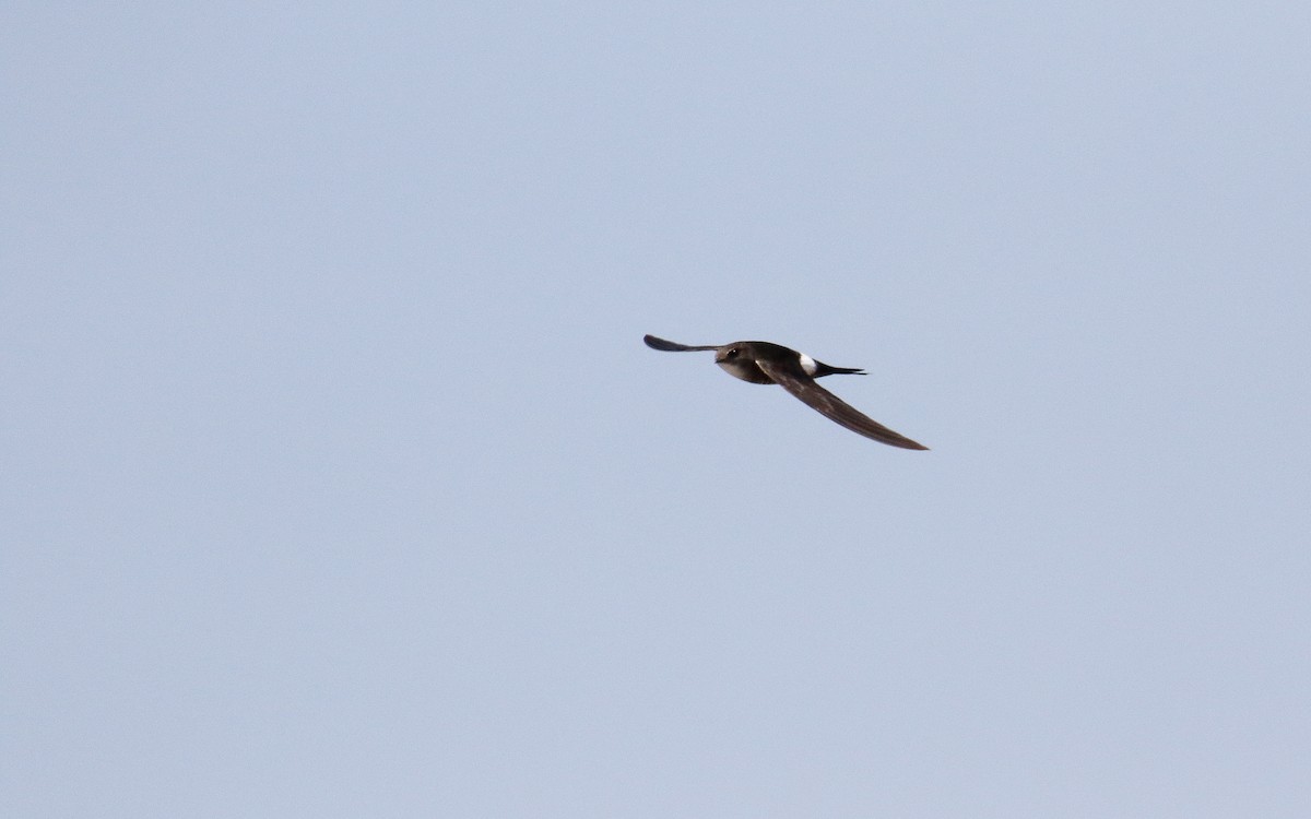 Pacific Swift - ML638793245