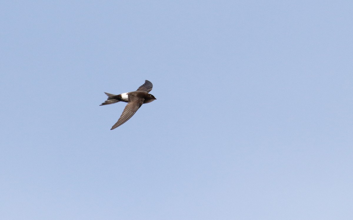 Pacific Swift - ML638793246