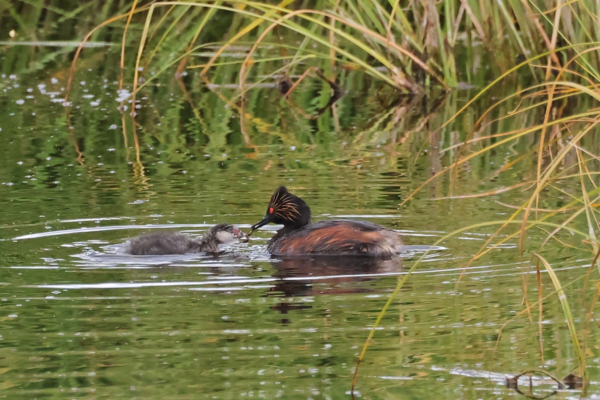 Eared Grebe - ML638793247