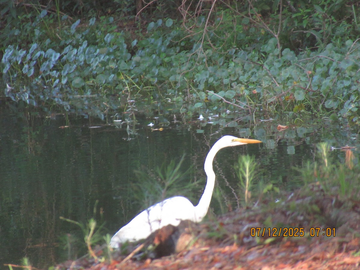 Great Egret - ML638793248