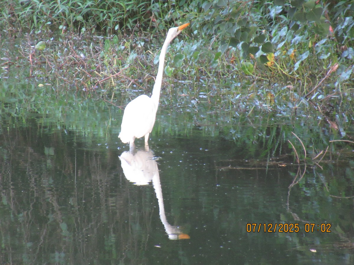 Great Egret - ML638793249