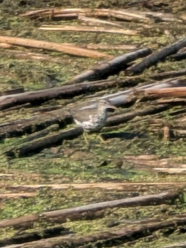 Spotted Sandpiper - ML638793259