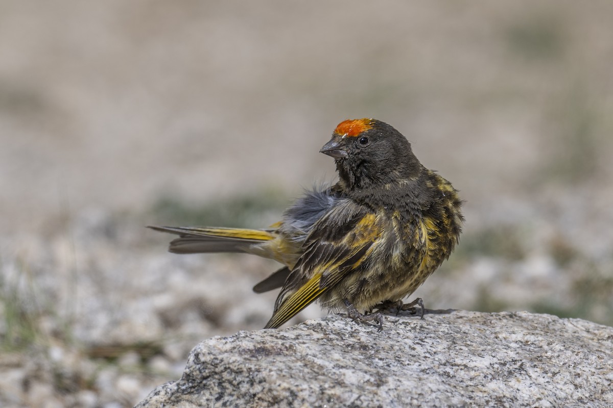 Fire-fronted Serin - ML638793261