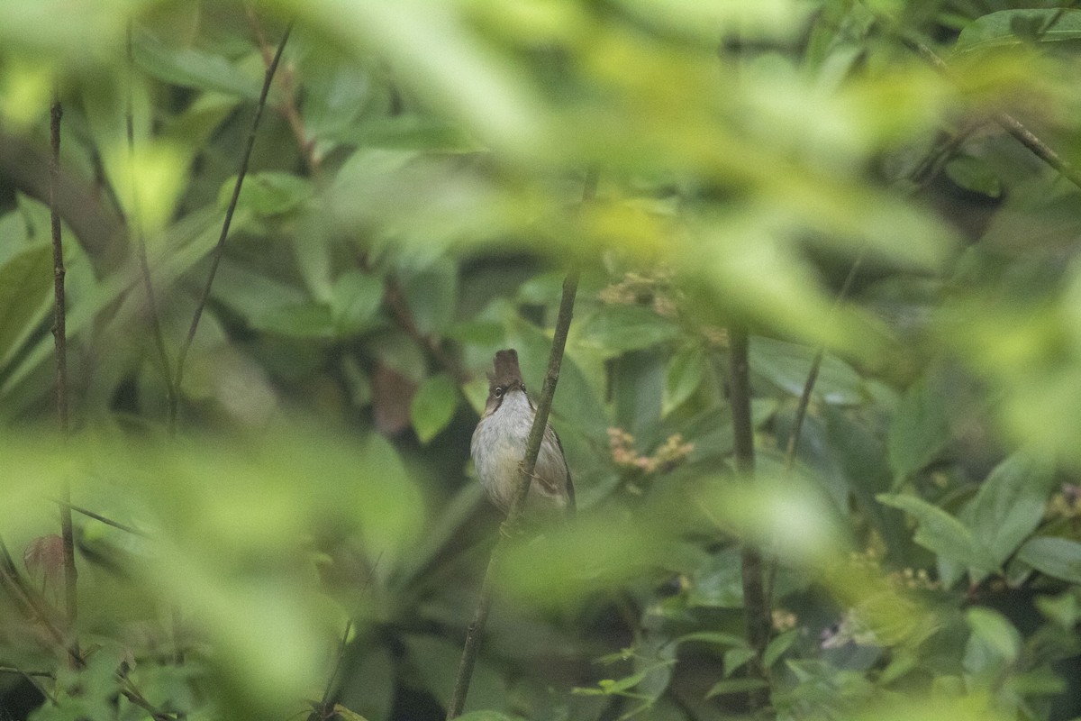 Bıyıklı Yuhina - ML638793264