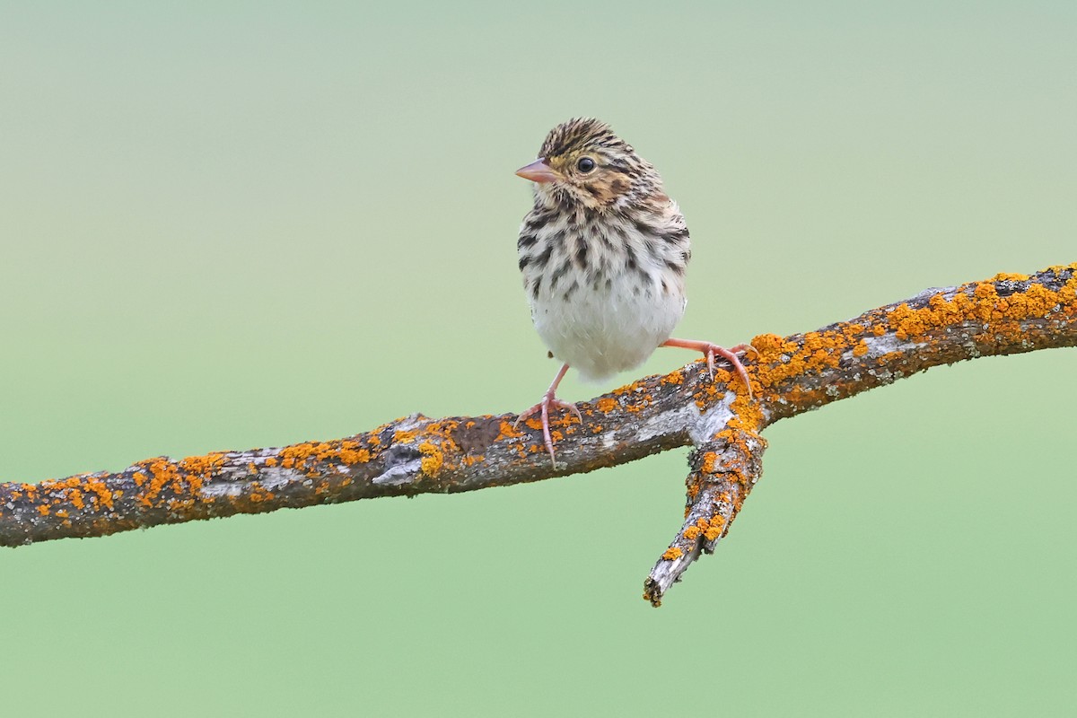 Savannah Sparrow - ML638793265