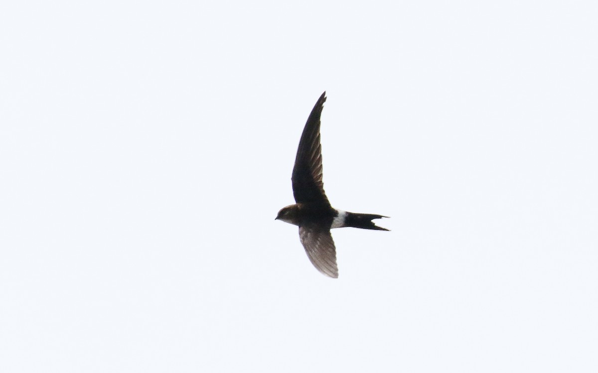 Pacific Swift - ML638793266