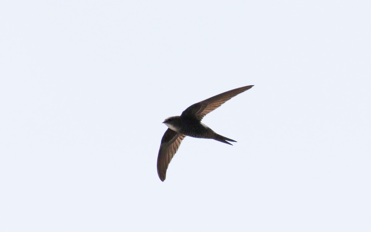 Pacific Swift - ML638793267