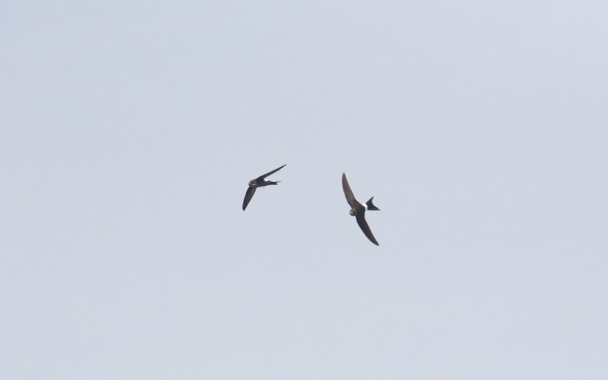 Pacific Swift - ML638793268