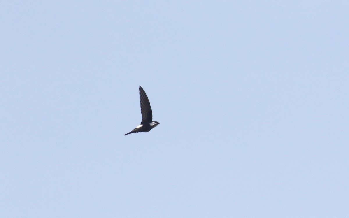 Pacific Swift - ML638793270