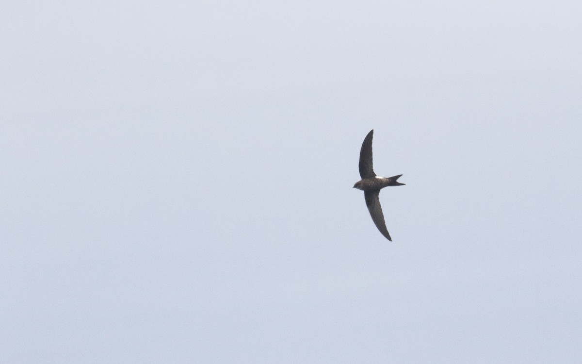Pacific Swift - ML638793271