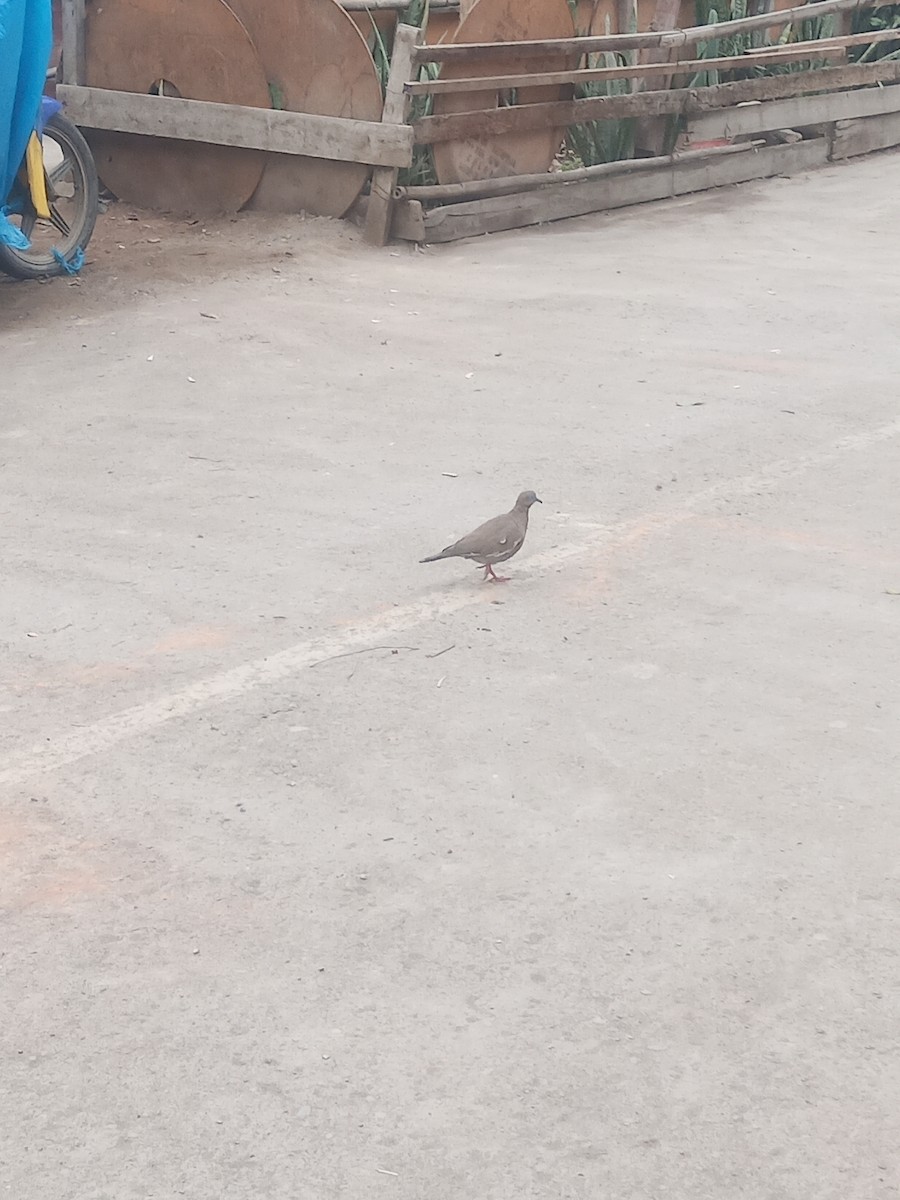 West Peruvian Dove - ML638793311
