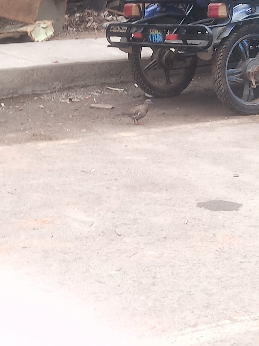 West Peruvian Dove - ML638793313