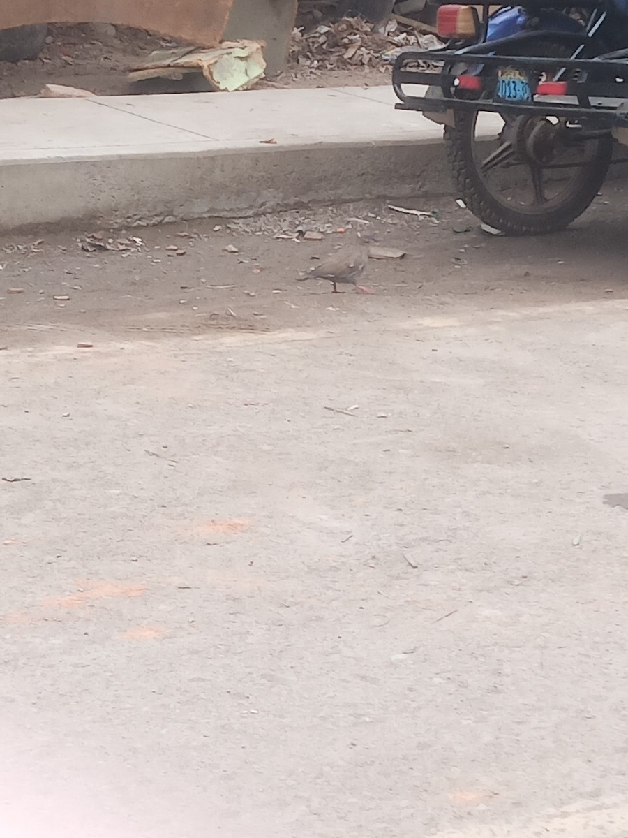 West Peruvian Dove - ML638793315